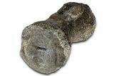 Sauropod (Diplodocus?) Distal Caudal Vertebra - Wyoming #377935-5